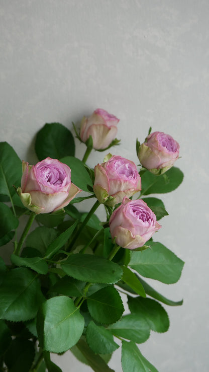 Lilac Classic (50cm)