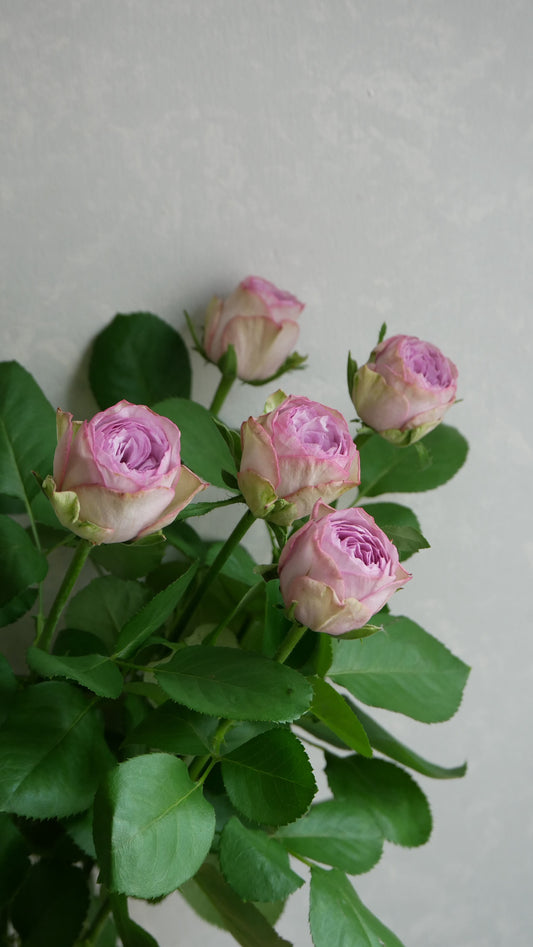 Lilac Classic (50cm)