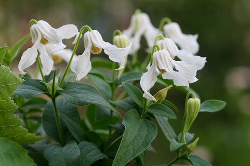 抽盲盒!! Clematis Florida Mix (50cm)