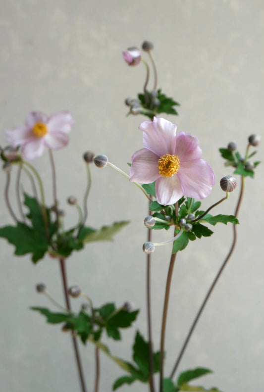 Anemone hupehensis 秋明菊 Pink (80cm)