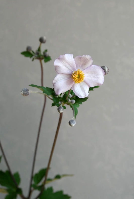 Anemone hupehensis 秋明菊 Pink (80cm)