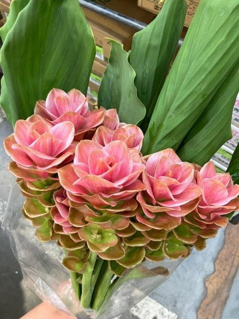 Curcuma Impressive Pink (50cm)