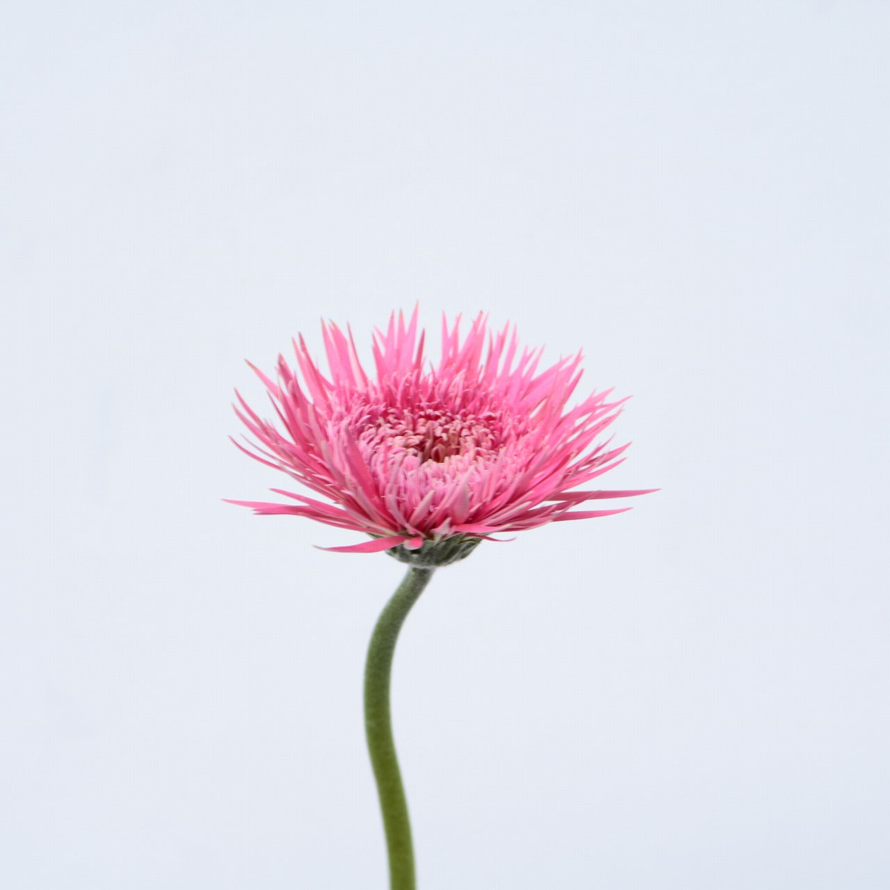 Gerbera Spider Justice