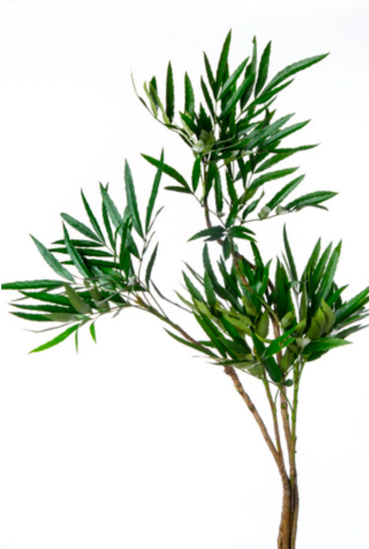 Leucothoe keiskei 岩南天 (90cm)