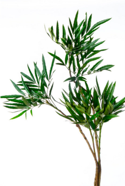 (Clearance Sale) Leucothoe keiskei 岩南天 (90cm)