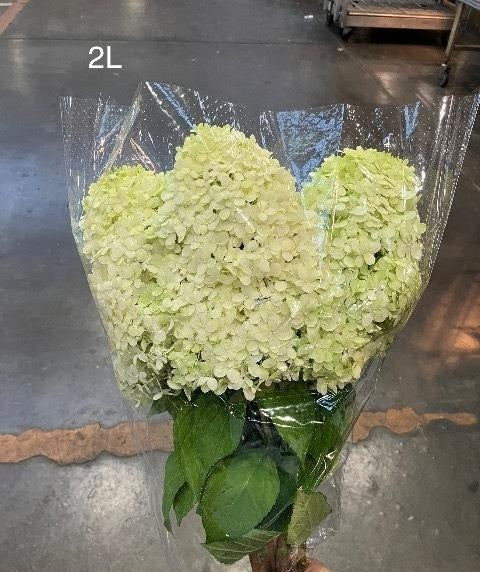 Hydrangea Limelight (2L 70-90cm)