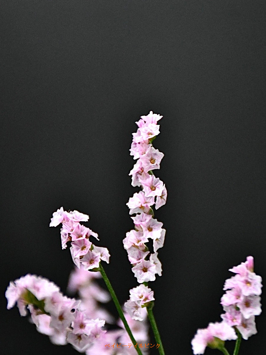 Limonium HB Baby Tail Pink (80cm)