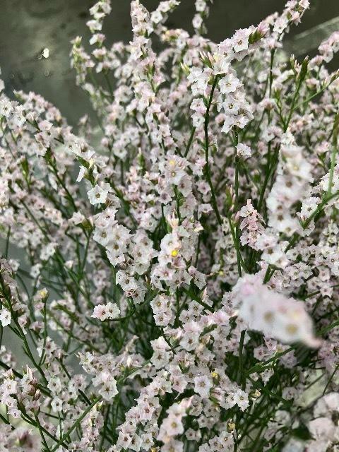 (Clearance Sale) Limonium HB Baby Tail Pink (80cm)