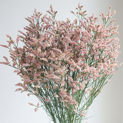 新入荷!! Limonium Poodle (80cm)