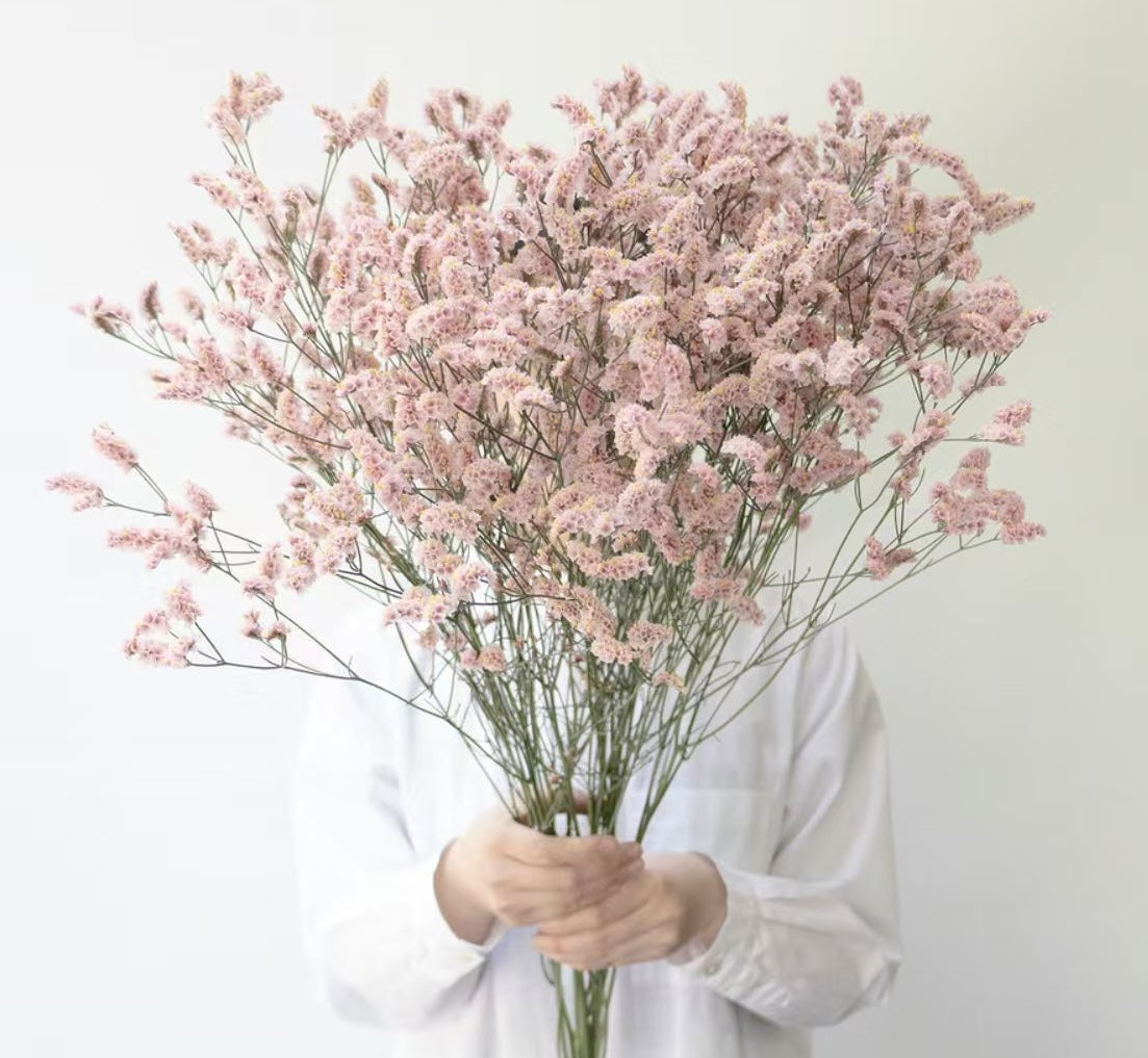 (新品種!!) Statice (Limonium sinuatum) Fair Maiden
