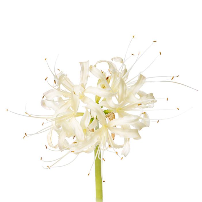 Lycoris Albiflora (40-50cm)