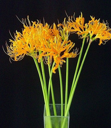Lycoris Aurea (40cm)