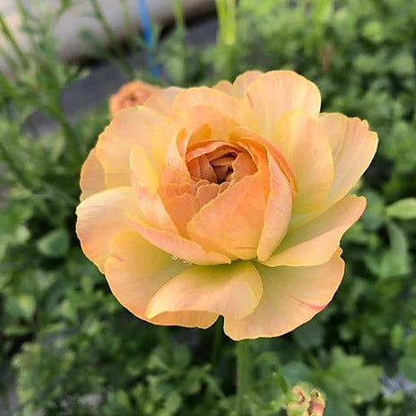 Ranunculus M Beige (SELECT)