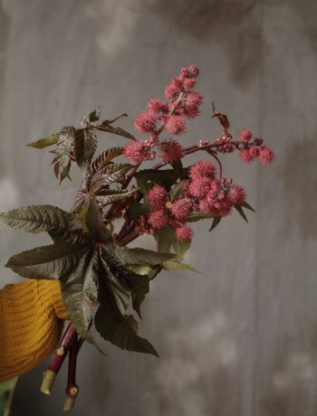 Ricinus communis Carmencita (30-40cm)