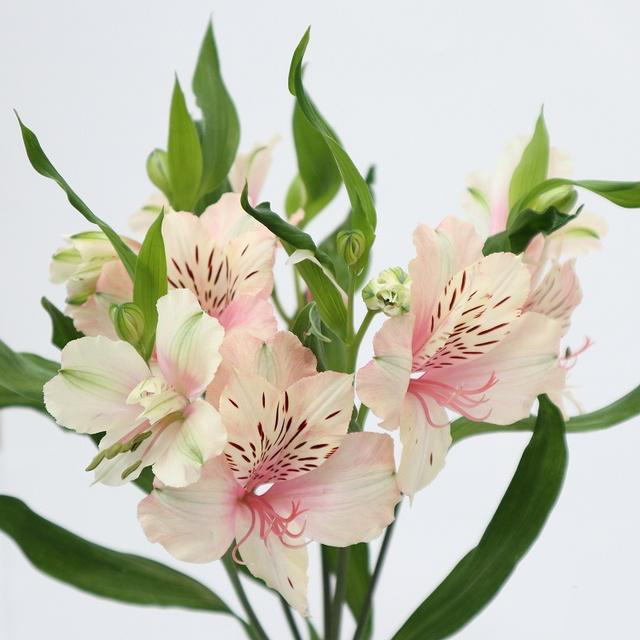 Alstroemeria Milk Tea (2L)