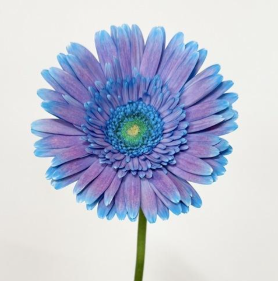 (Clearance Sale) Gerbera Magic Hour (2L)