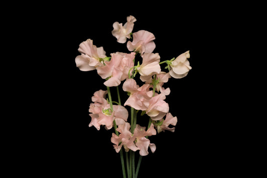 Sweet Pea Megumi (MOQ : 50Stems/Bunch) ETA 25 Jan 2025