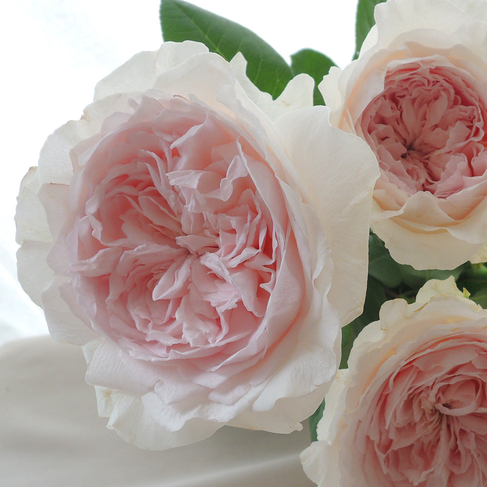 Mariko (50cm)