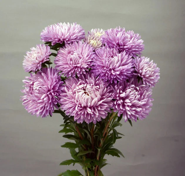 Aster Mash Lavender (秀 70cm)