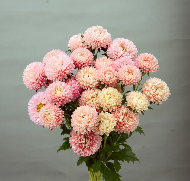 Aster Mash Salmon (秀 70cm)