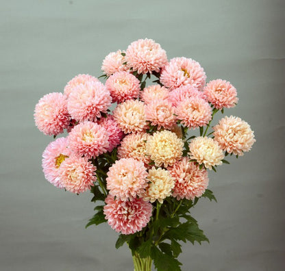 Aster Mash Salmon (SP 60cm)