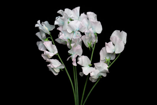 Sweet Pea Tinted Mermaid (MOQ : 50Stems/Bunch) ETA 25 Jan 2025