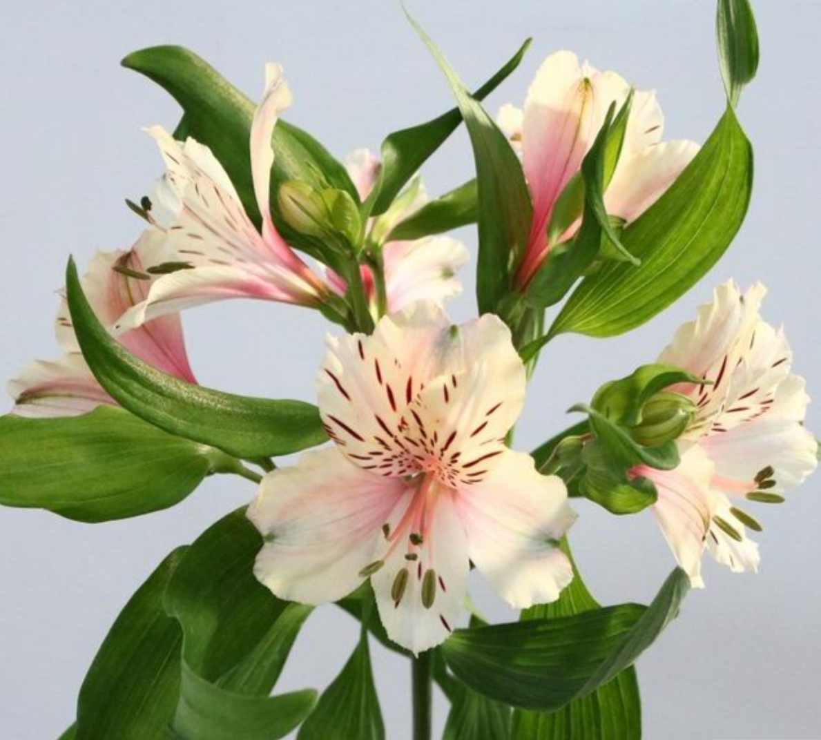 Alstroemeria Milk Tea (2L)