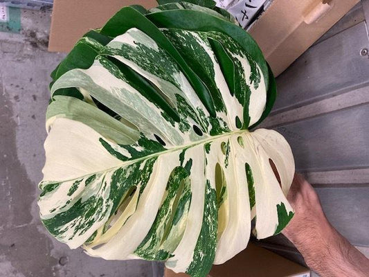Monstera deliciosa 斑入 (5L)