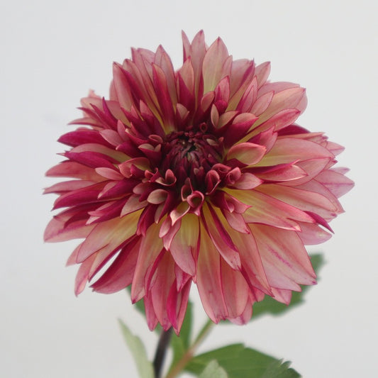 Dahlia Namahage Orb (70cm)