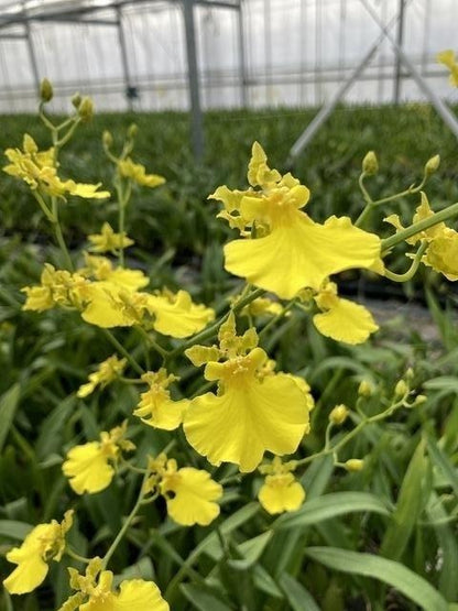 Oncidium Yellow Angel (70cm)