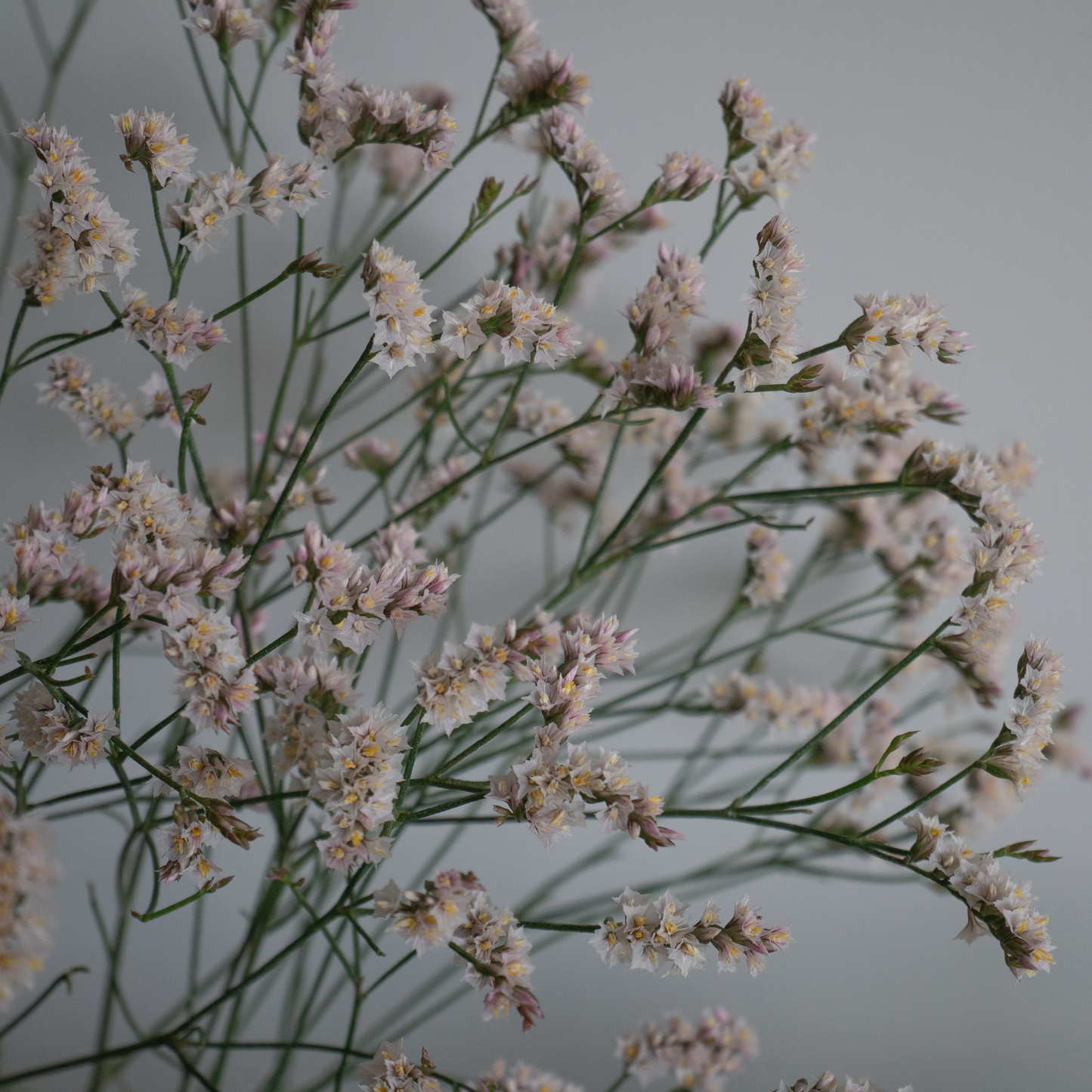 Statice(Limonium sinuatum) 雲竜