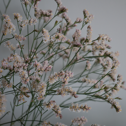 Statice(Limonium sinuatum) 雲竜