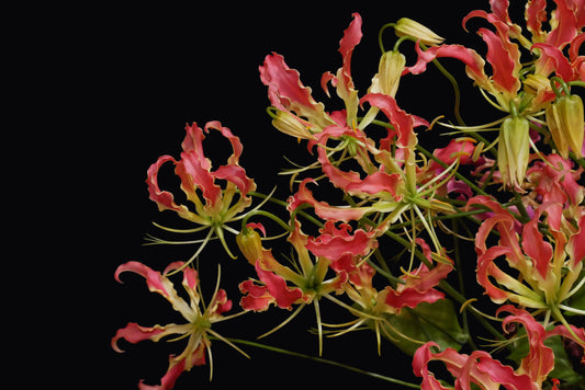 Gloriosa Southern Wind (CNY Pre Order)