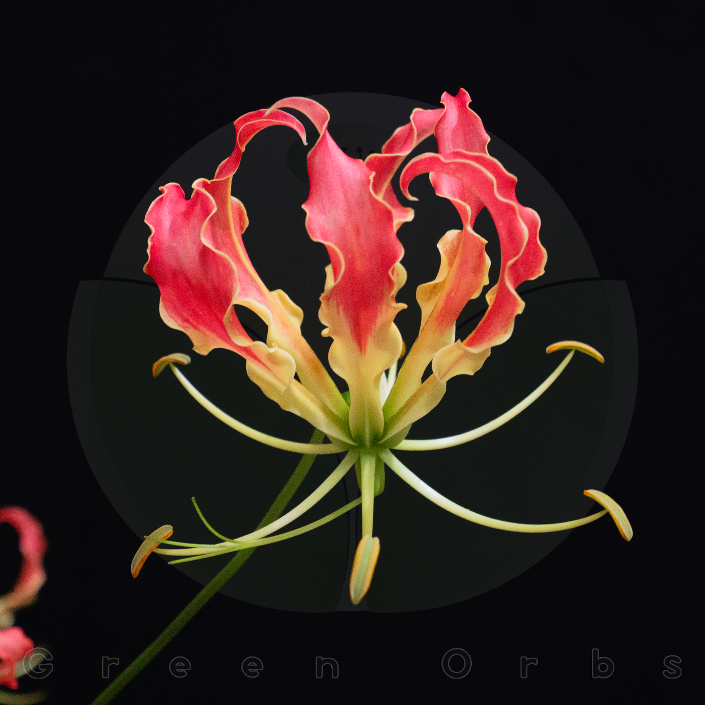 Gloriosa Southern Wind (MOQ : 10Stems/Bunch) ETA 25 Jan 2025