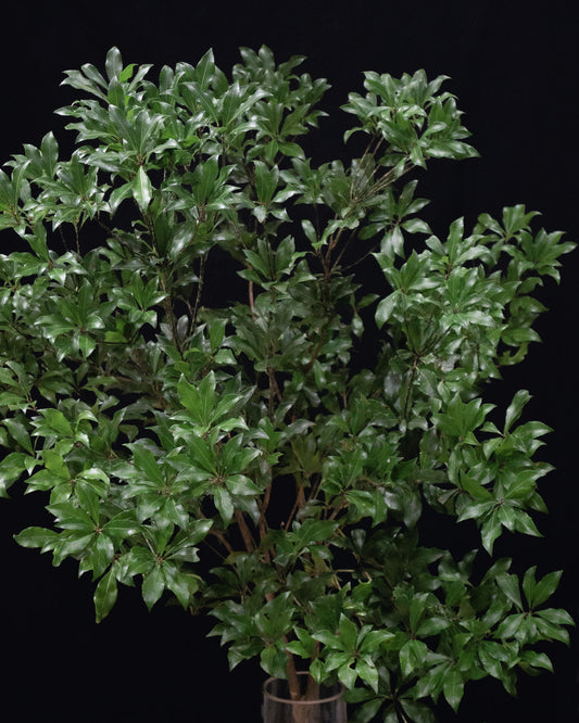 Pieris (100 cm)