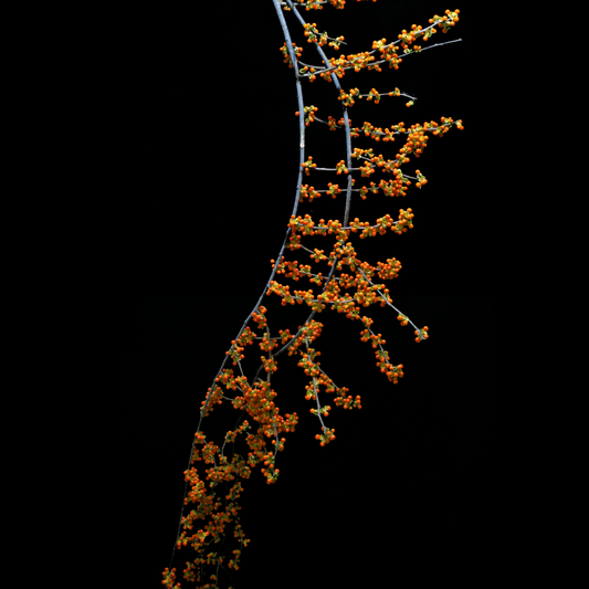 Celastrus orbiculatus (60cm)