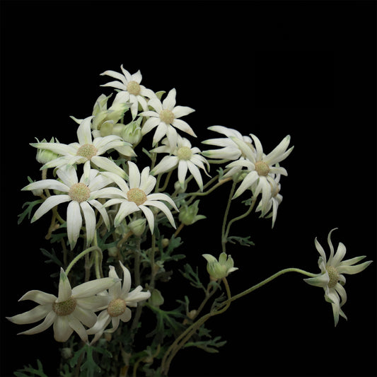 Flannel Flower (3F) (Pre Order)