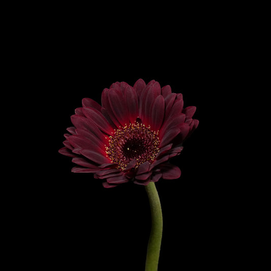 Gerbera Dusk (60cm up)