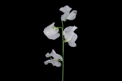 Sweet Pea White