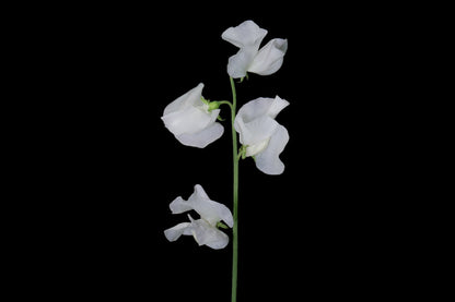 Sweet Pea White (Pre Order)