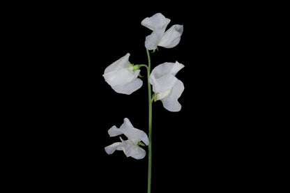 Sweet Pea White (CNY Pre Order)