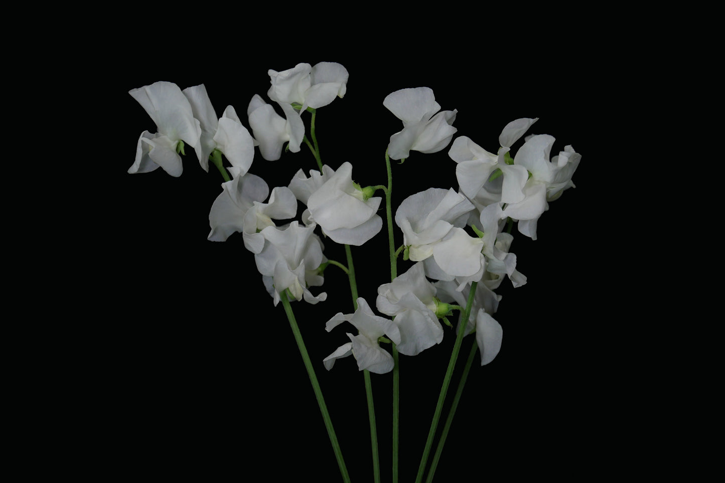 Sweet Pea White