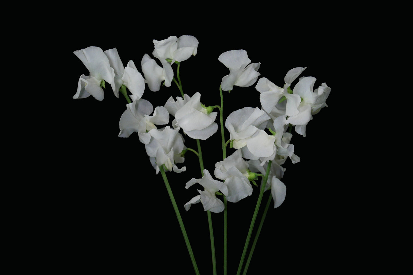 Sweet Pea White (CNY Pre Order)