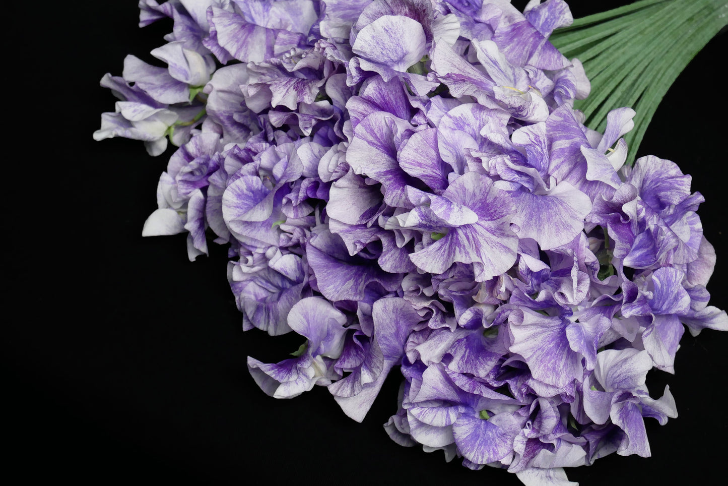 Sweet Pea Blue Splash (MOQ : 50Stems/Bunch) ETA 25 Jan 2025