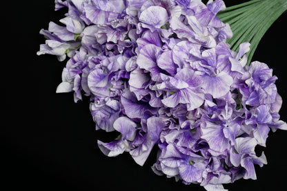 Sweet Pea Blue Splash (MOQ : 50Stems/Bunch) ETA 25 Jan 2025