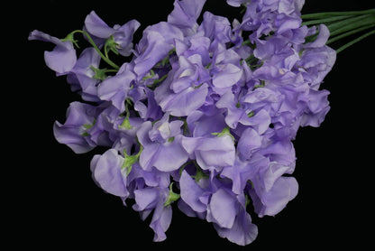 Sweet Pea Lavender