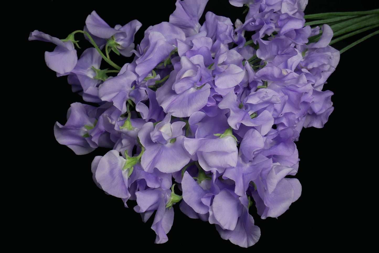 Sweet Pea Lavender (Pre Order)