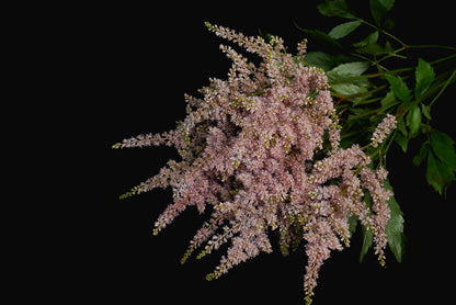 Astilbe Tinted Caramel (MOQ : 10Stems/Bunch) ETA 25 Jan 2025