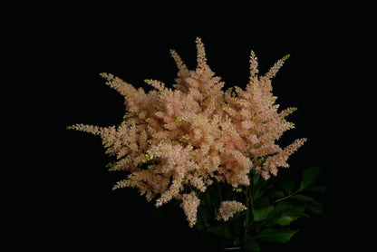 Astilbe Tinted Apricot (Pre Order)