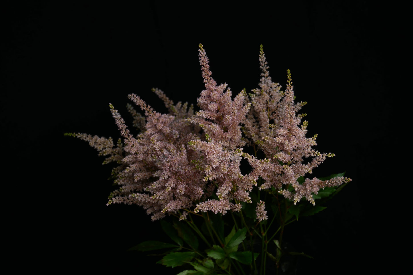 Astilbe Tinted Caramel (MOQ : 10Stems/Bunch) ETA 25 Jan 2025